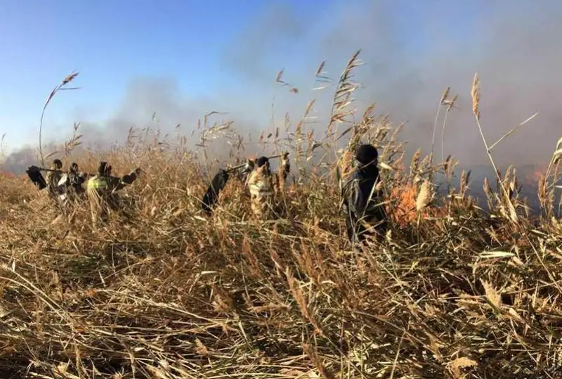 Когда ликвидируют возгорание камыша в Атырауской области, сообщил глава МЧС