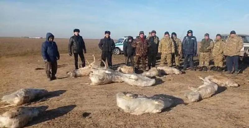 21 тушу замерзшей сайги обнаружили в реке в ЗКО