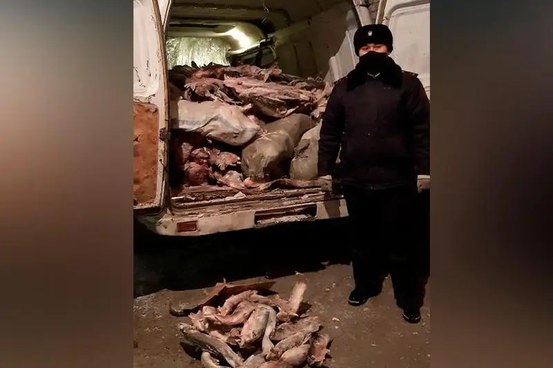 Свыше тысячи килограммов незаконной рыбы изъяли у жителя ВКО