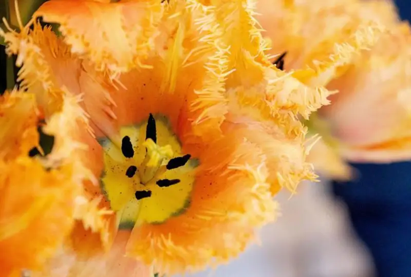 Нидерланды назвали сорт тюльпанов в честь первой леди США