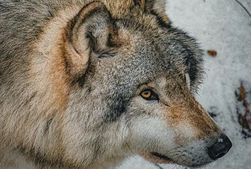 Масштабная охота на волков началась в Швеции