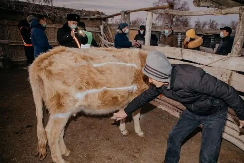 Домашний скот в Атырауской области снабдят светоотражающими лентами
