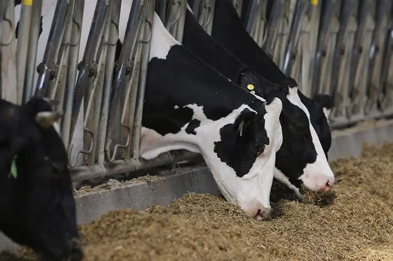 85 штрафплощадок для скота создано в Акмолинской области