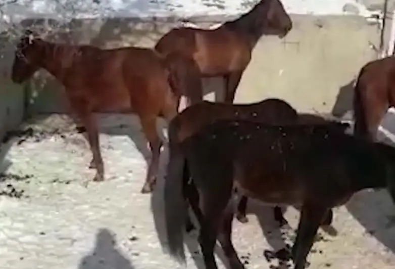 Полицейские раскрыли кражу табуна лошадей у призера Олимпийских игр