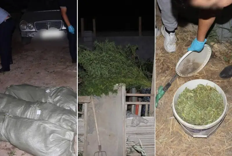 Крупный наркопосев ликвидировали в Кызылорде