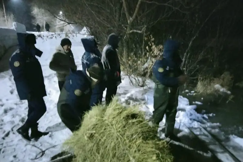 Застрявших на ледовом островке посреди реки лошадей спасли сотрудники ДЧС в Семее