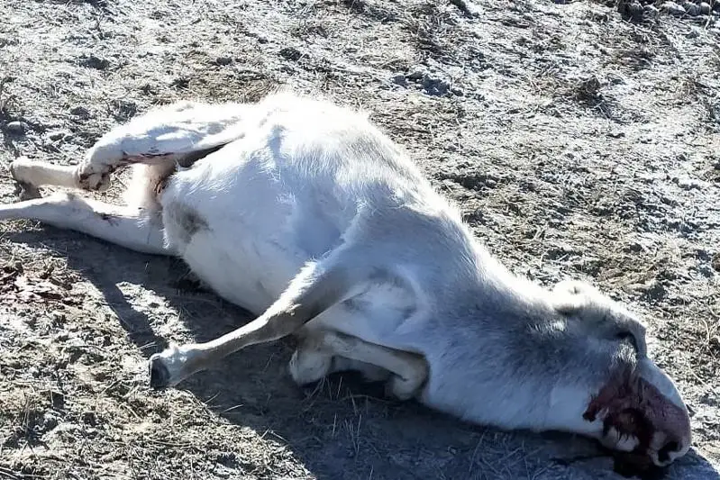 Браконьеров, убивших сайгаков ради рогов, задержали в Атырауской области