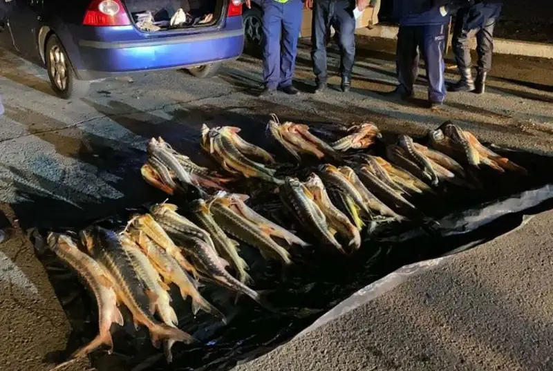 Свыше 300 кг рыбы осетровых пород изъяли в Мангистауской области