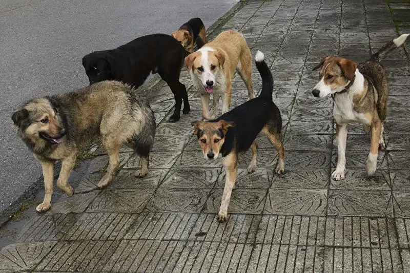 Госзакупки: в ожидании тендера бездомных собак усыпляют в Акмолинской области