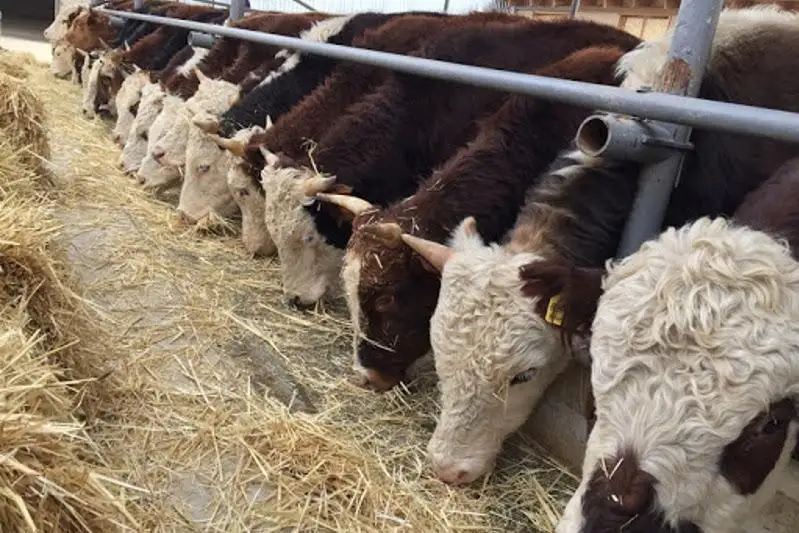 Два-три урожая в год с участка: 80 проектов реализовано в Отырарском районе Туркестанской области