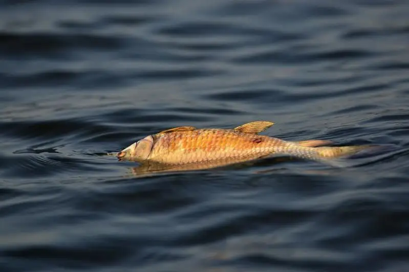 В Атырау проверят качество воды на месте гибели рыбы в реке Урал