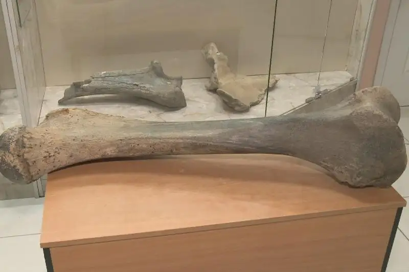 27-килограммовая кость мамонта пополнила фонд музея в Атырау