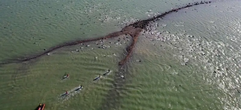 Пути миграции каспийских тюленей смогут отследить казахстанские ученые