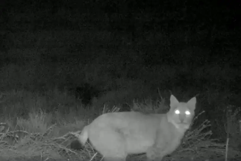 Редкая туркестанская рысь попала в фотоловушку в Чарынском нацпарке