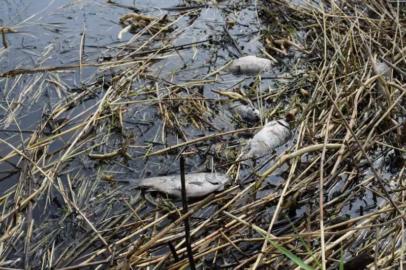 500 кг рыбы погибло в озере в Северо-Казахстанской области