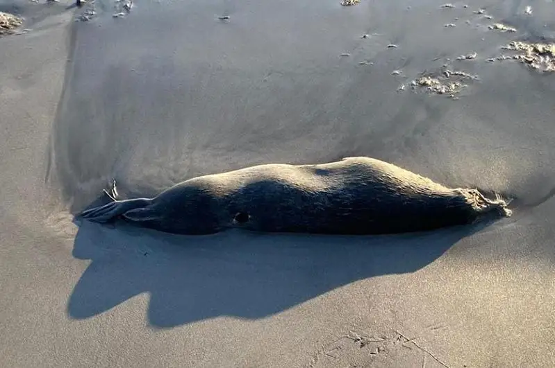 Погибших молодых тюленей нашли на берегу Каспийского моря