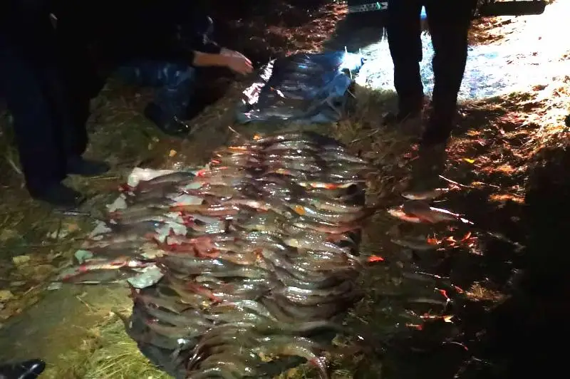 Почти 35 кг стерляди поймали браконьеры в Павлодарской области