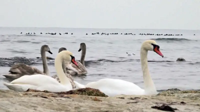 Стая лебедей приземлилась на озере Жаланашколь возле Алаколя