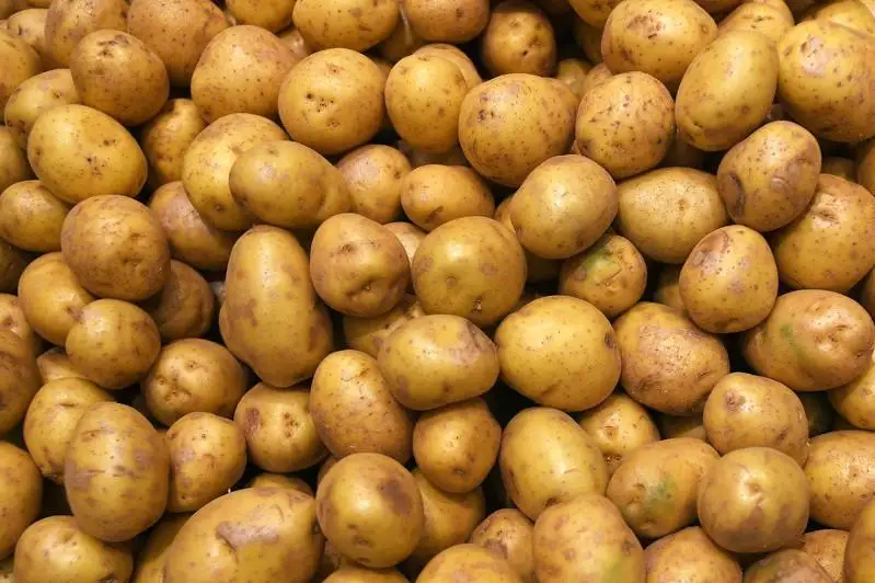 Больше тысячи тонн картофеля и овощей заложено в стабфонд в Атырау