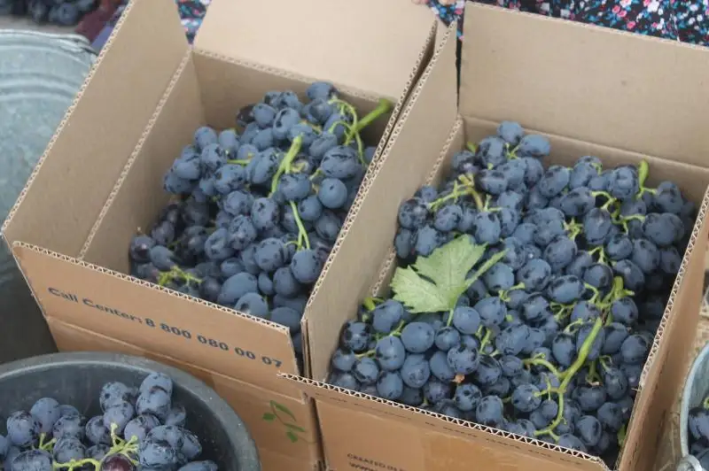 В Кентау приступили к сбору урожая