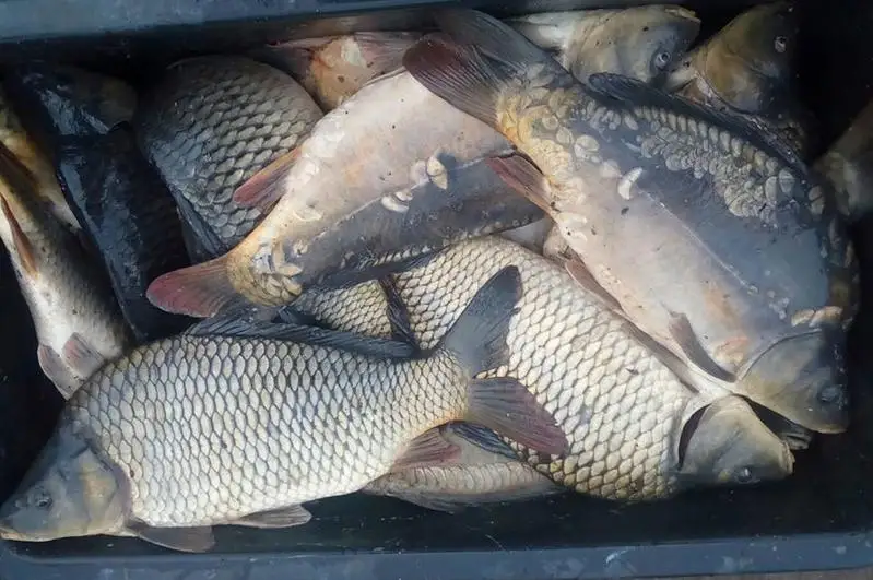 Карпа из накопителя сточных вод реализовывают на рынках Кокшетау и Петропавловска - прокуратура