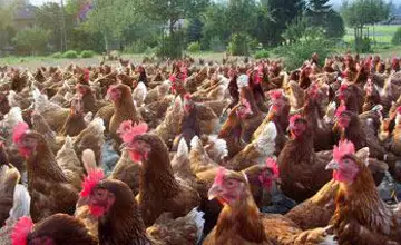 Массовый падеж домашней птицы зафиксировали в трех районах СКО