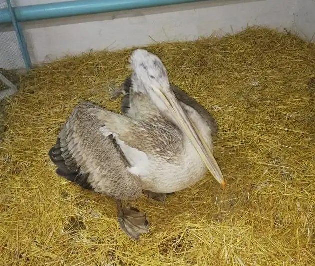 Железнодорожники помогли доставить спасенных в ВКО пеликанов в Алматинский зоопарк