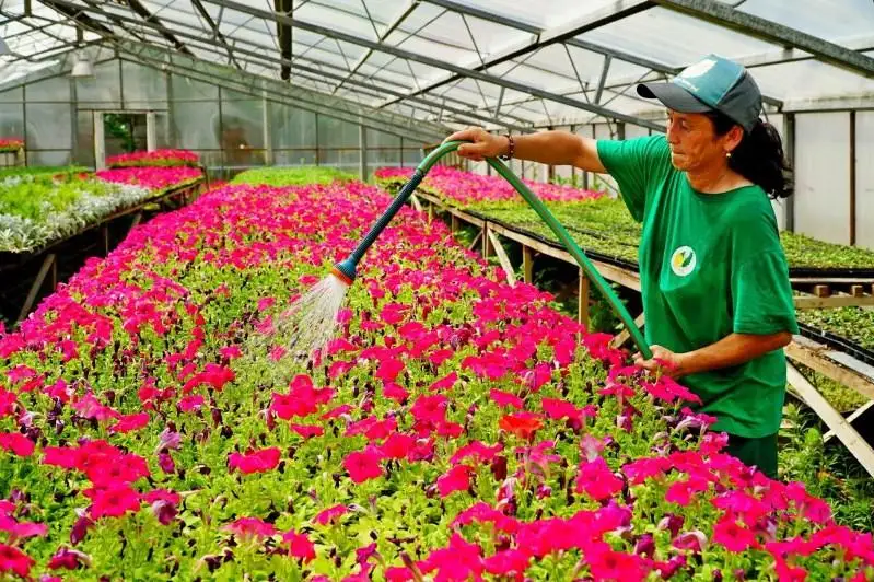 Масштабные работы по озеленению города продолжаются в Нур-Султане