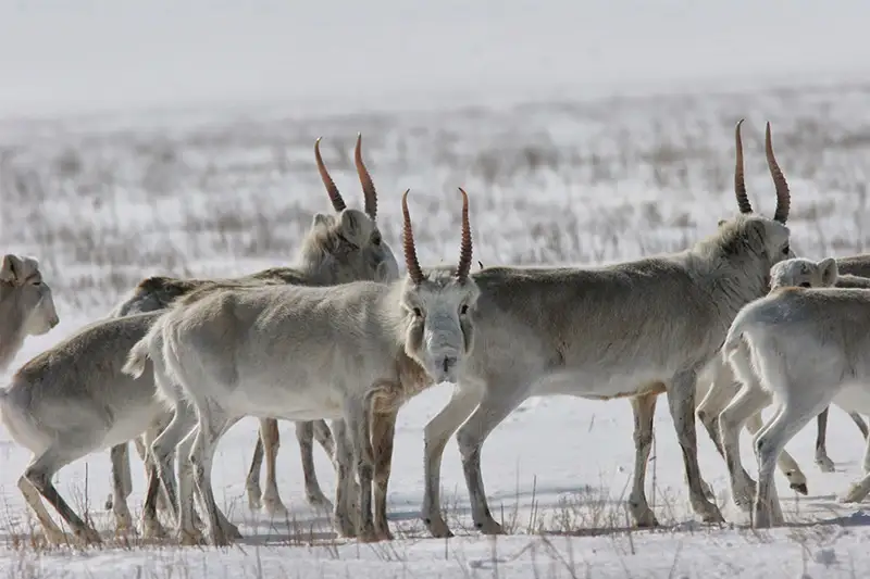 45 туш незаконно отстреленных сайгаков обнаружено в ЗКО