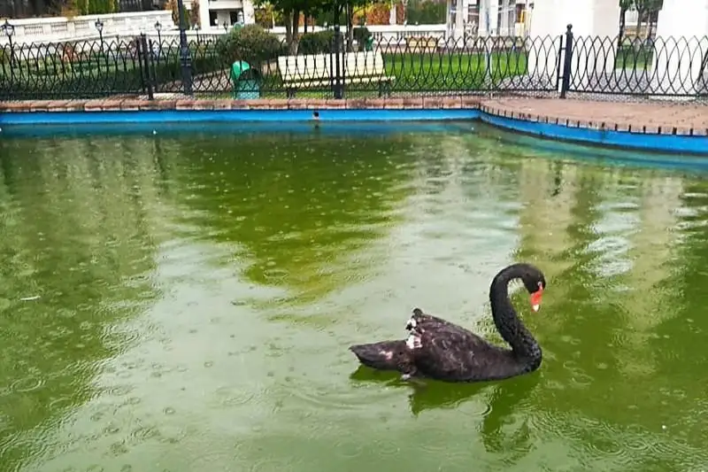 Содержание черного лебедя с подрезанными крыльями в Алматы назвали законным