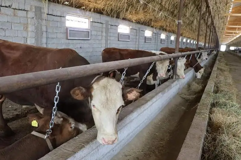 Тюлькубасские фермеры развивают мясное животноводство