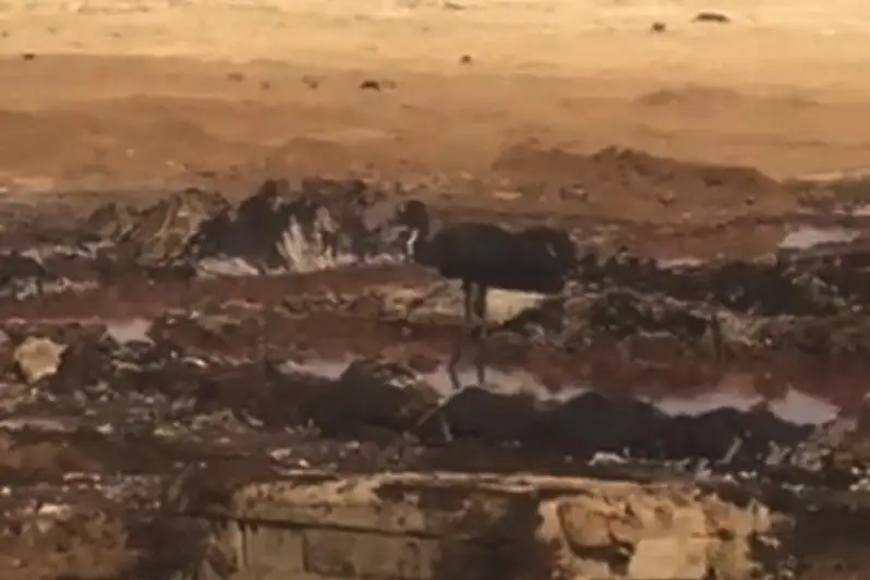 Необычную птицу сняли на видео на нефтепромысле в Жанаозене