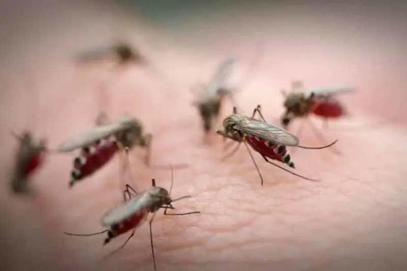 Это должна быть плановая работа - Президент о проблеме засилья комаров