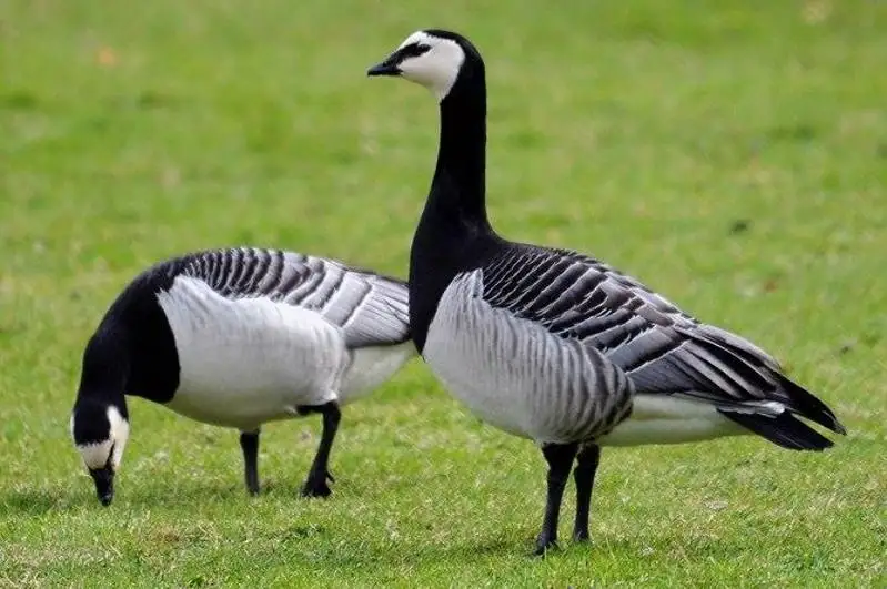 Пролёт белощёких казарок в Павлодарской области и Северном Казахстане предлагает изучить орнитолог