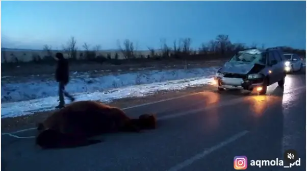 Около 300 лошадей паслись без табунщика возле трассы в Акмолинской области