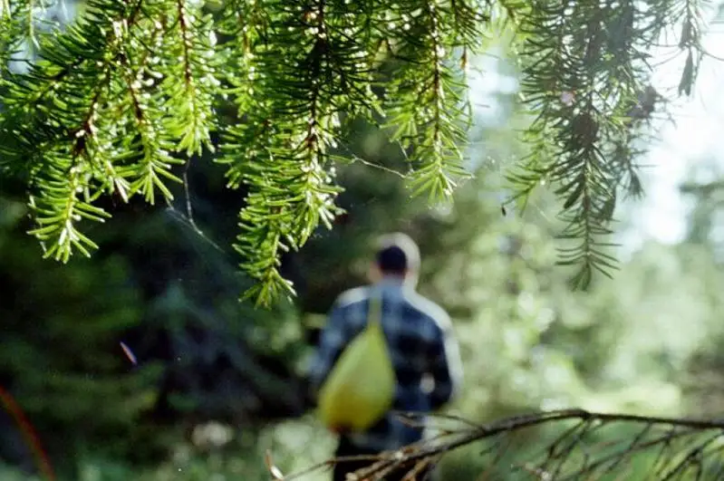 Мужчина с двумя детьми заблудились в лесу Каркаралинска