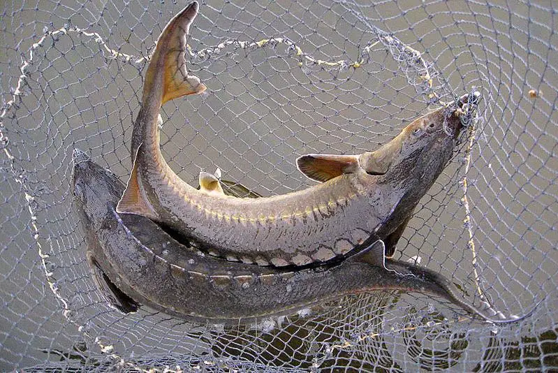 Бекіре: почти тонну осетров и свыше 16 кг икры изъяли на западе Казахстана