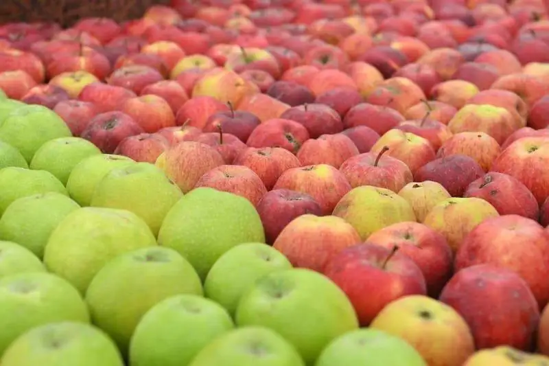 Объем сельхозпродукции Туркестанской области превысил 600 млрд тенге