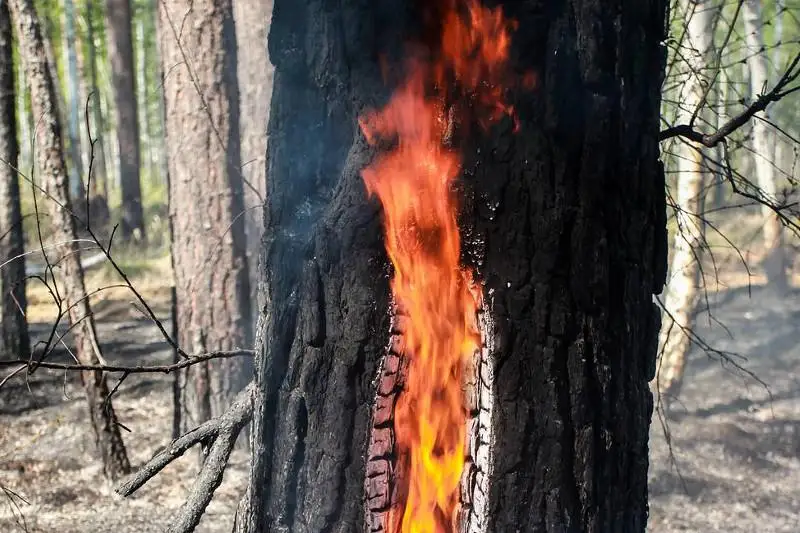 550 тысяч гектаров превысила площадь природных пожаров в Иркутской области