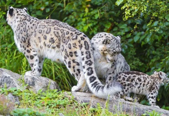 Самка снежного барса с детенышами попала на видео в горах близ Алматы