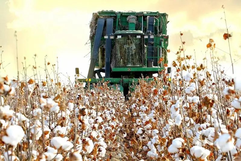 Ордабасинский район лидирует по урожайности хлопка