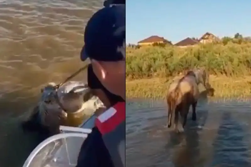Из браконьерских сетей в Урале спасали лошадь в Атырау