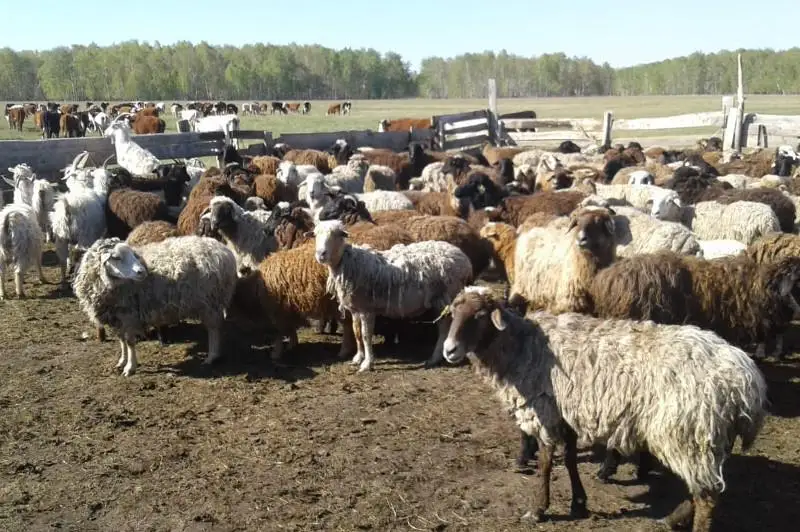 310 овец «проспал» пастух в Северном Казахстане