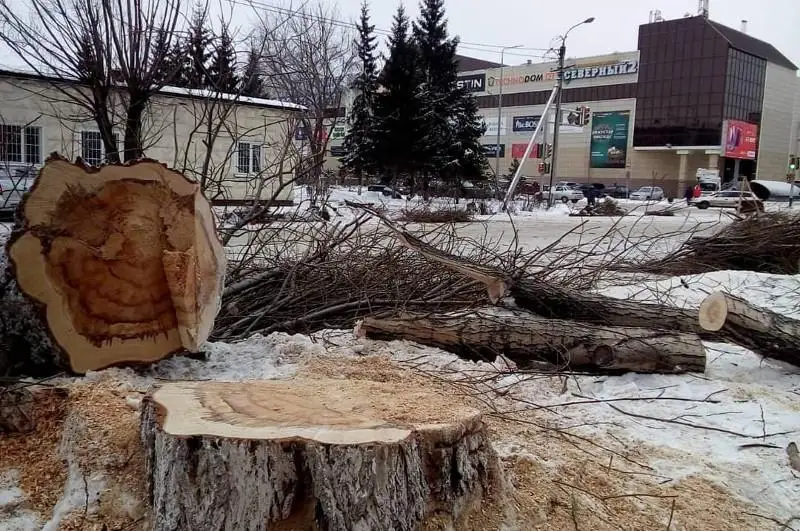 Зачем вырубают деревья на улицах – объяснил в соцсетях аким Петропавловска