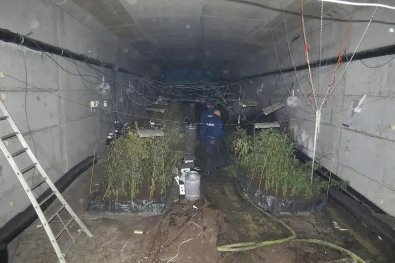 Плантацию конопли обнаружили внутри моста в Бельгии