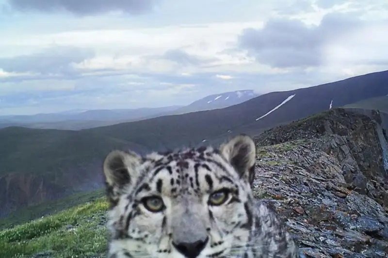 Турист украл фотоловушку для снежного барса в горах близ Алматы
