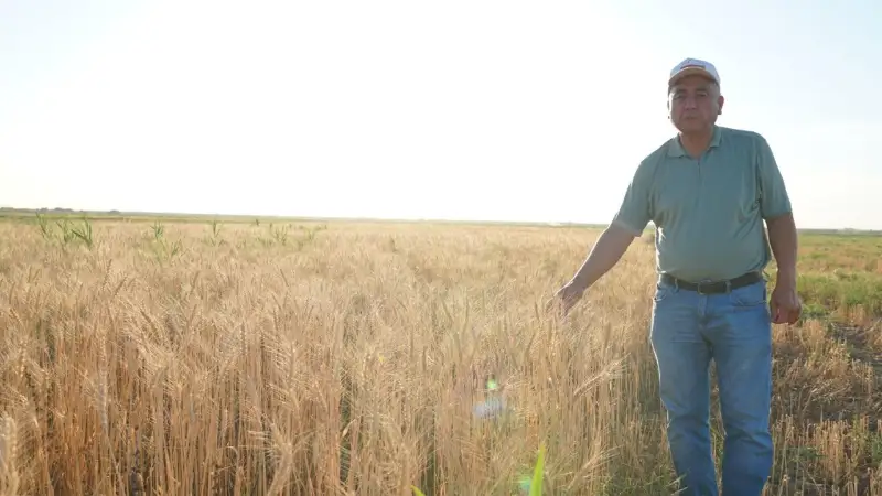 К первому сбору урожая пшеницы приступили туркестанские аграрии