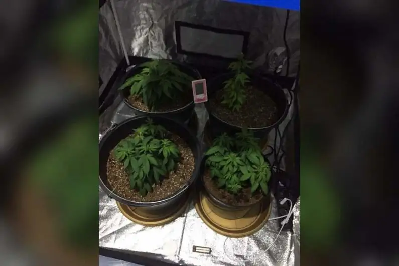 Голландскую коноплю выращивал дома 50-летний житель Атырау