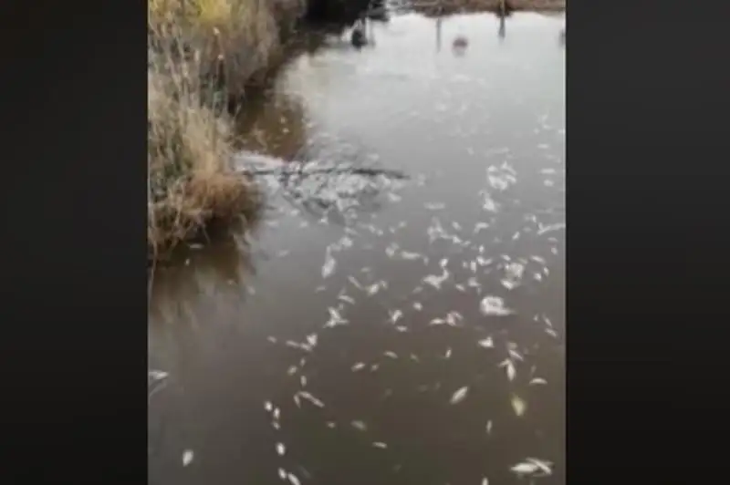 В Атырауской области расследуют причины гибели рыбы в канале Приморский