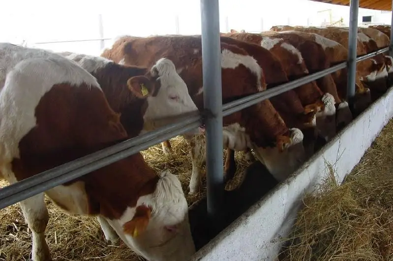 Мажилисмен призвал субсидировать малые фермы